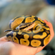 A ball python. Image: Brett Levin / Flickr